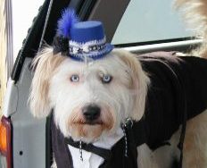 Cooper Dog